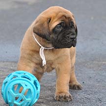 Bear - Apricot Male American Mastiff