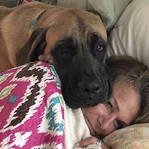 Valentino - Apricot Male American Mastiff