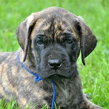 Diesel - Brindle Male American Mastiff