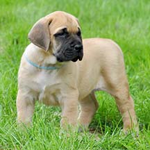 Justice - Fawn/Apricot Female American Mastiff