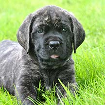 Groot - Brindle Male American Mastiff
