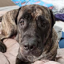 Greysen - Brindle Male American Mastiff