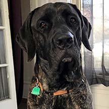 Gryffindor - Brindle Male American Mastiff