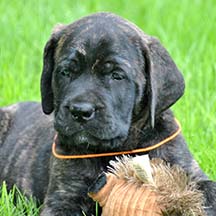 Porter - Brindle Male American Mastiff