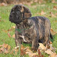 Rocky - Brindle Male American Mastiff