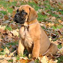 Stella - Apricot Female American Mastiff