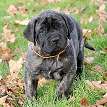 Taylor - Brindle Female American Mastiff
