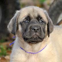 Belle - Fawn Female American Mastiff