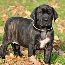 Reagan - Brindle Female American Mastiff