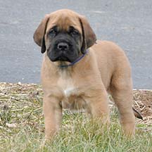 Jax - Apricot Male American Mastiff