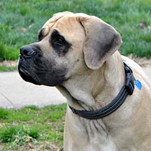 Ronan - Fawn Male American Mastiff