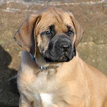 Charley - Apricot Female American Mastiff