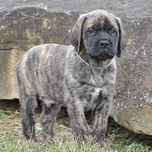 Orville - Brindle Male American Mastiff