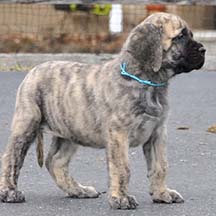 mastiff