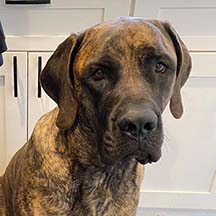 Laila Reese - Brindle Female American Mastiff