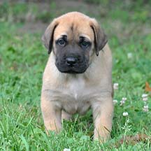 Franklin - Apricot Male American Mastiff