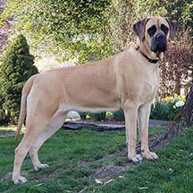 Sadie - Apricot Female American Mastiff