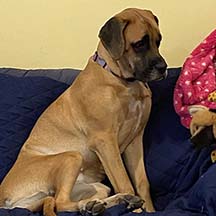 Marla Pooch - Apricot Female American Mastiff