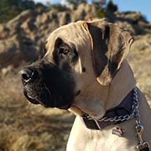 Embri - Fawn Female American Mastiff