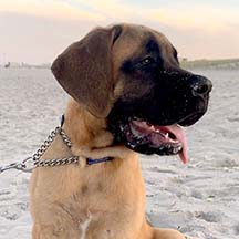 Olive - Apricot Female American Mastiff