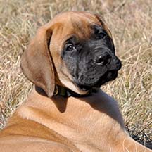 Judge - Apricot Male American Mastiff