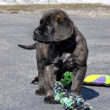 Ripp - Brindle Male American Mastiff