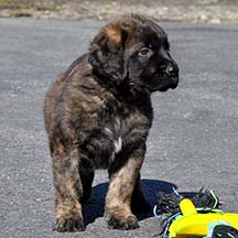 Clyde - FLUFFY Brindle Male American Mastiff