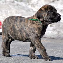 Barney - Brindle Male American Mastiff