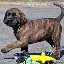 Nala - Brindle Female American Mastiff