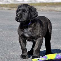 Bertha - Brindle Female American Mastiff