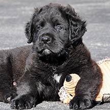 Teddy Bear - FLUFFY Brindle Male American Mastiff