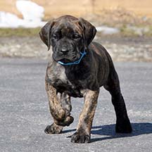 Bristol - Brindle Female American Mastiff