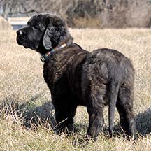 Ollie - FLUFFY Brindle Male American Mastiff