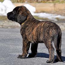 Gus - Brindle Male American Mastiff