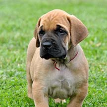 Sabina - Apricot Female American Mastiff