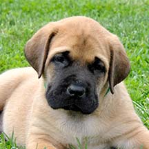 Hank - Apricot Male American Mastiff