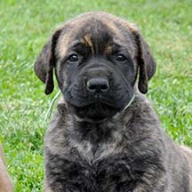 Otis - Brindle Male American Mastiff