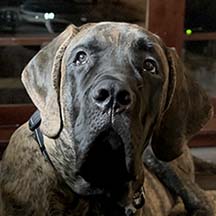 Boomerang - Brindle Male American Mastiff