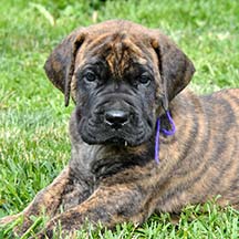 Lady Guinevere - Brindle Female American Mastiff