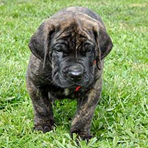 Watson - Brindle Male American Mastiff