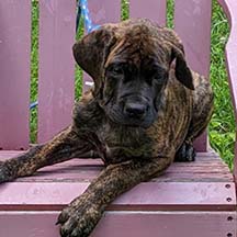 Hadrian - Brindle Female American Mastiff