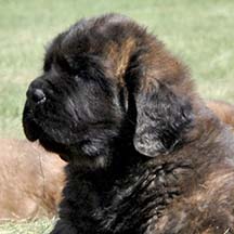 Foley - Brindle Male American Mastiff