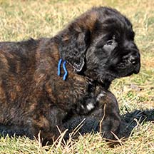 Maccabee - FLUFFY Brindle Male American Mastiff