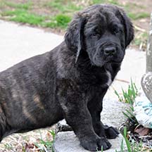 Maeve - FLUFFY Brindle Female American Mastiff