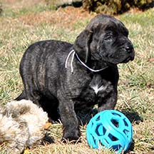 Finn - Brindle Male American Mastiff