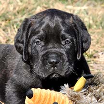 Buzz - Brindle Male American Mastiff