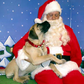 18 weeks old - LOOK! She's 
licking Santa!