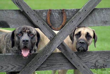 http://www.deepwoodmastiffs.com/Images/2dogs-61304.jpg