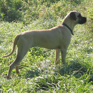 Duchess at 11 months old