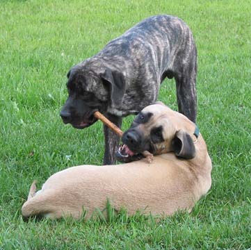 Duchess at 11 months old 
with Diesel at 6 months old